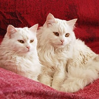 Стерилизация кошек и кастрация котов