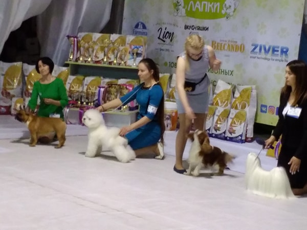 Выставка собак в Калининграде