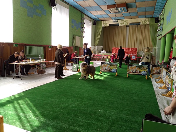 Выставка собак в Калининграде